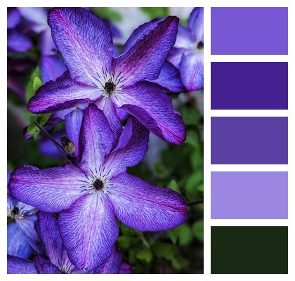Flowers Clematis Purple Clematis Image